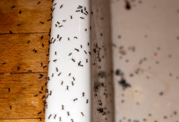 Best Pest Removal Services  in Atkins, VA